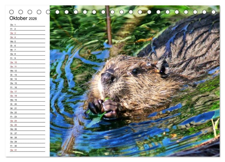 Produktbild: Das Familienleben der Biber (Tischkalender 2026 DIN A5 quer), CALVENDO Monatskalender