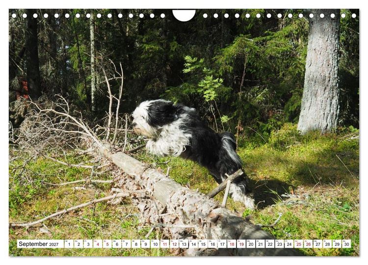 Produktbild: Tibet-Terrier - Eine Hunderasse mit Charakter (Wandkalender 2027 DIN A4 quer), CALVENDO Monatskalender