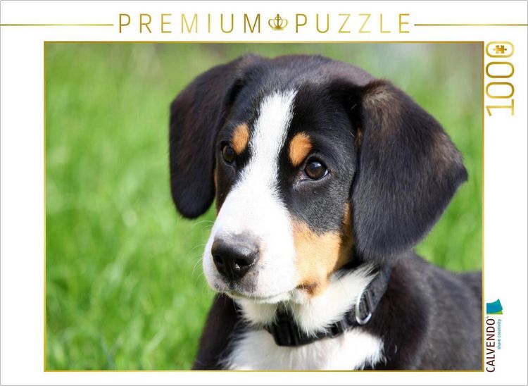 Produktbild: CALVENDO Puzzle Entlebucher Sennenhund Welpe | 1000 Teile Lege-Gr&ouml;&szlig;e 64x48cm Foto-Puzzle f&uuml;r gl&uuml;ckliche Stunden