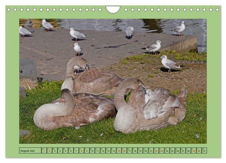 Produktbild: Faszination Stadtpark Odense (Wandkalender 2026 DIN A4 quer), CALVENDO Monatskalender