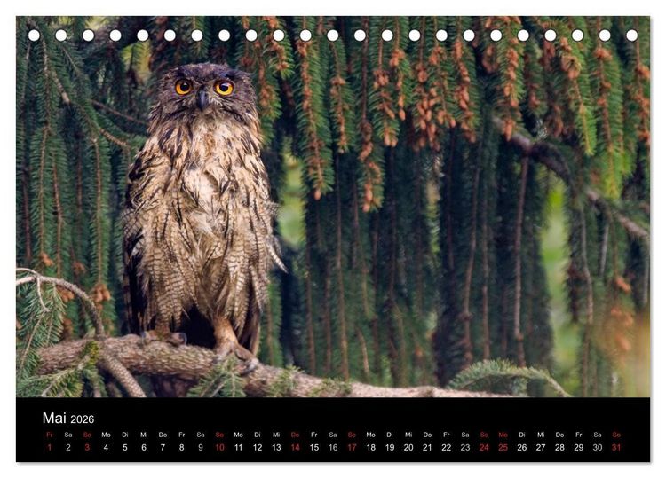 Produktbild: Uhu - K&ouml;nig der Nacht (Tischkalender 2026 DIN A5 quer), CALVENDO Monatskalender