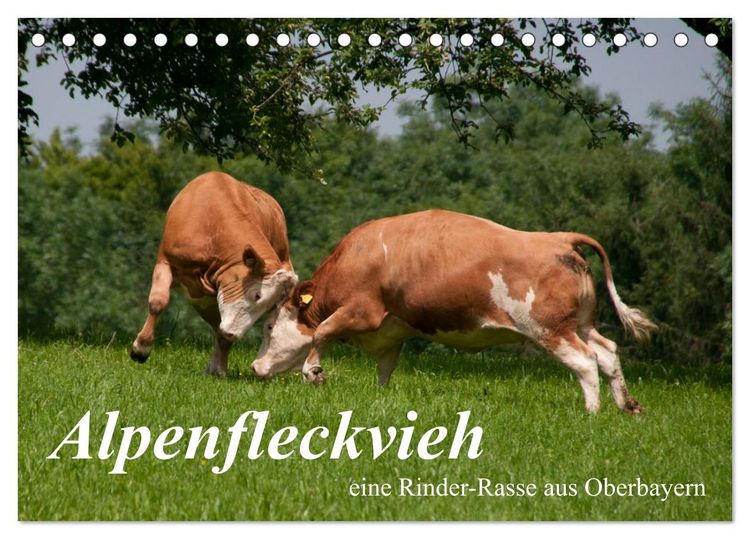 Produktbild: Alpenfleckvieh (Tischkalender 2026 DIN A5 quer), CALVENDO Monatskalender