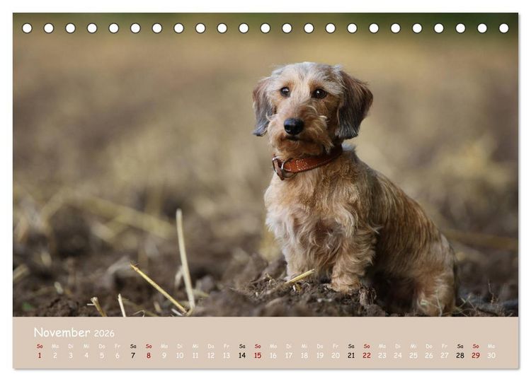 Produktbild: Dackel - lustige Gesellen auf kurzen Beinchen (Tischkalender 2026 DIN A5 quer), CALVENDO Monatskalender