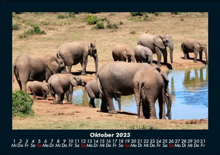 Produktbild: Elefanten - Die sanften Riesen Afrikas 2025 Fotokalender DIN A5