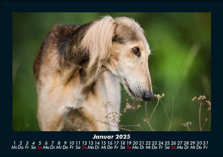Produktbild: Der Hundekalender 2025 Fotokalender DIN A5