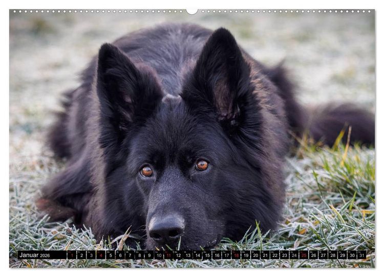 Produktbild: Schwarz ist sch&ouml;n! Der lackschwarze altdeutsche Sch&auml;ferhund (hochwertiger Premium Wandkalender 2026 DIN A2 quer), Kunstdruck in Hochglanz