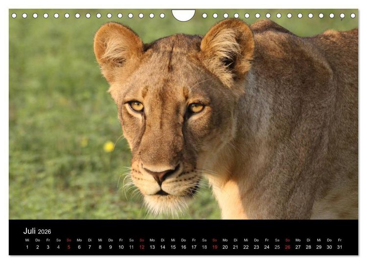 Produktbild: L&ouml;wen - K&ouml;nige der Tiere (Wandkalender 2026 DIN A4 quer), CALVENDO Monatskalender