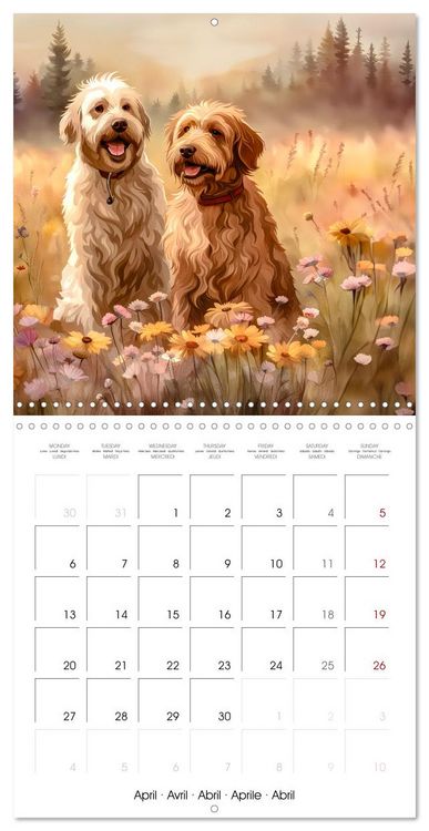 Produktbild: Aussiedoodle - Dogs to love (Wall Calendar 2026 12 &times; 12 Inch) CALVENDO 12 Month Wall Calendar