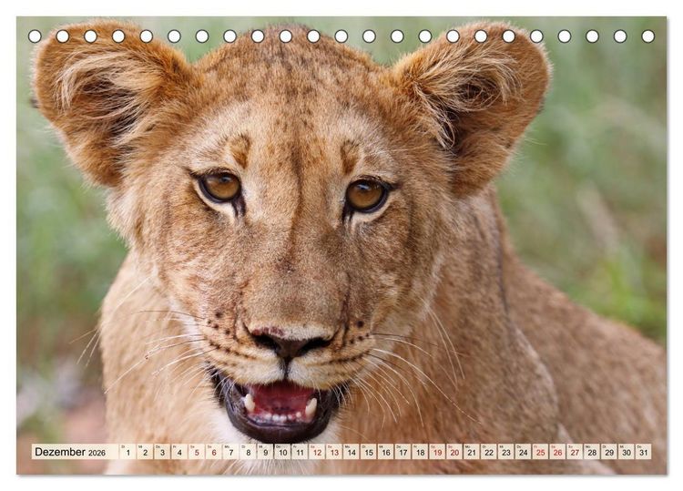 Produktbild: Afrikas L&ouml;wen 2026 (Tischkalender 2026 DIN A5 quer), CALVENDO Monatskalender