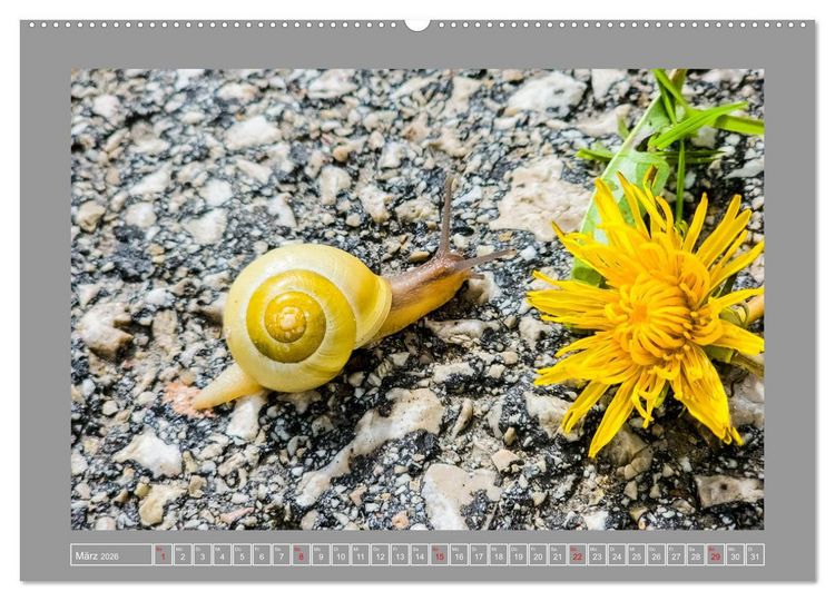 Produktbild: Wir sind die Stars im Garten (Wandkalender 2026 DIN A2 quer), CALVENDO Monatskalender
