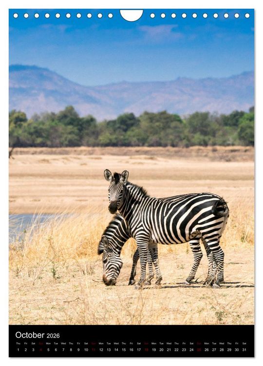Produktbild: South Luangwa Wildlife (Wall Calendar 2026 DIN A4 portrait), CALVENDO 12 Month Wall Calendar