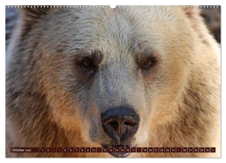 Produktbild: B&auml;ren (hochwertiger Premium Wandkalender 2026 DIN A2 quer), Kunstdruck in Hochglanz