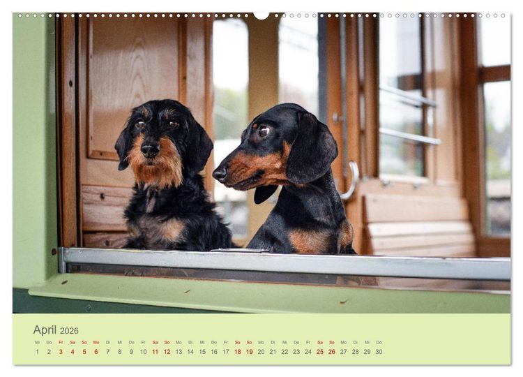 Produktbild: Dackel unterwegs (Wandkalender 2026 DIN A2 quer), CALVENDO Monatskalender