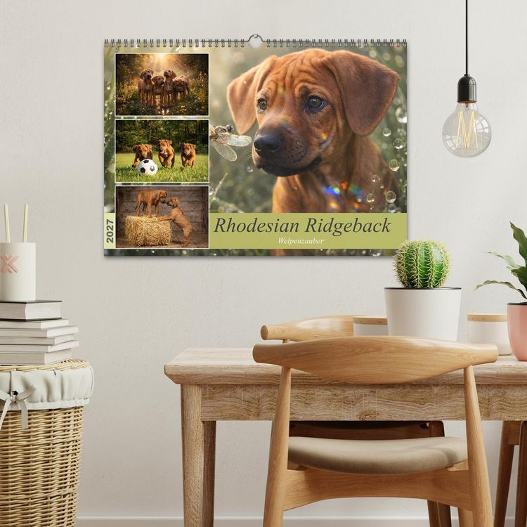 Produktbild: Rhodesian Ridgeback - Welpenzauber (Wandkalender 2027 DIN A3 quer), CALVENDO Monatskalender