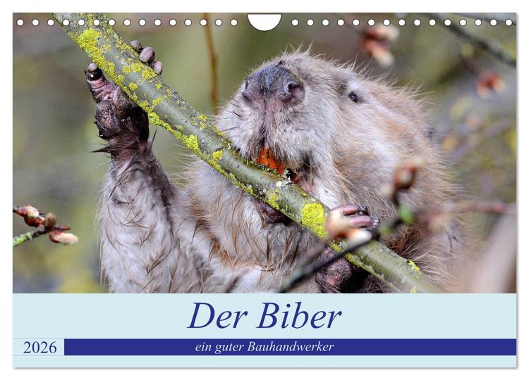 Produktbild: Der Biber, ein guter Bauhandwerker (Wandkalender 2026 DIN A4 quer), CALVENDO Monatskalender