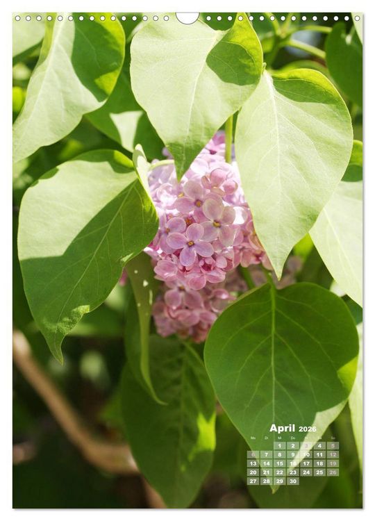 Produktbild: Fliederbl&uuml;te (Wandkalender 2026 DIN A3 hoch), CALVENDO Monatskalender