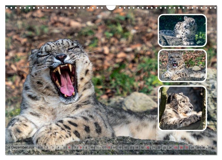 Produktbild: Raubkatzen - gro&szlig; & klein (Wandkalender 2026 DIN A3 quer), CALVENDO Monatskalender