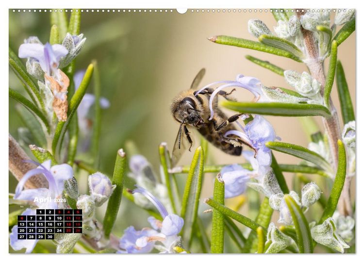 Produktbild: Die Wunderwelt der Biene (hochwertiger Premium Wandkalender 2026 DIN A2 quer), Kunstdruck in Hochglanz