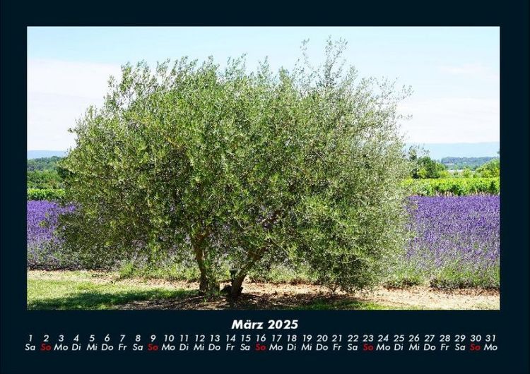 Produktbild: B&auml;ume 2025 Fotokalender DIN A4