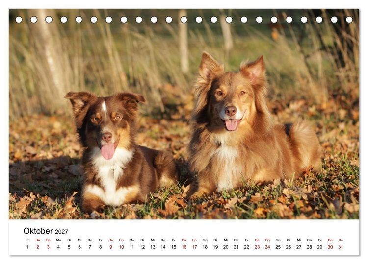 Produktbild: Australian Shepherd - Treue Blicke, wilde Herzen (Tischkalender 2027 DIN A5 quer), CALVENDO Monatskalender