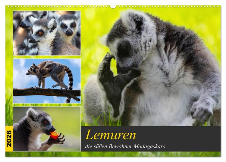 Produktbild: Lemuren die s&uuml;&szlig;en Bewohner Madagaskars (Wandkalender 2026 DIN A2 quer), CALVENDO Monatskalender
