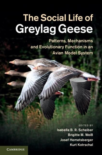 Produktbild: Social Life of Greylag Geese