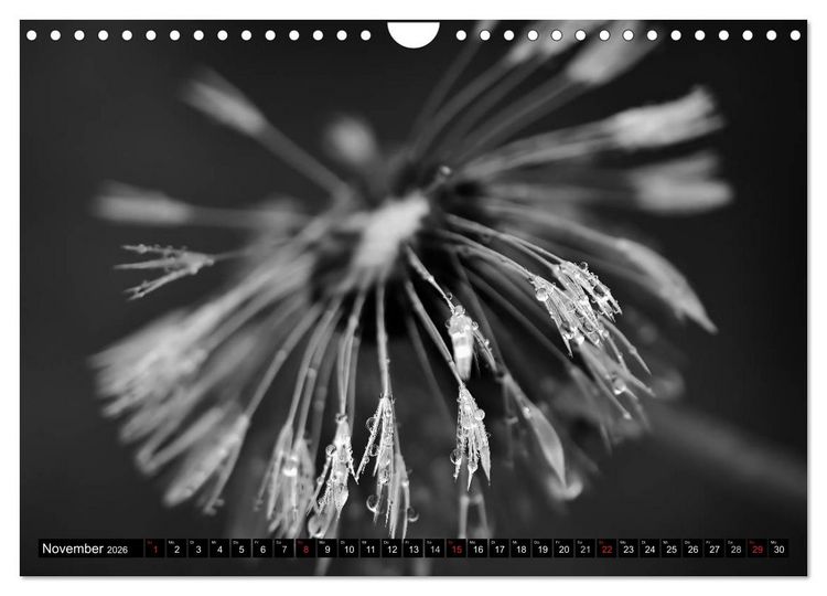 Produktbild: Pusteblume - Impressionen in schwarzwei&szlig; (Wandkalender 2026 DIN A4 quer), CALVENDO Monatskalender