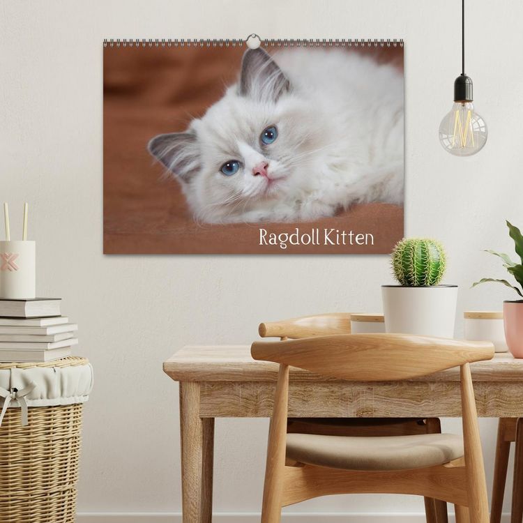 Produktbild: Ragdoll Kitten (Wandkalender 2026 DIN A3 quer), CALVENDO Monatskalender