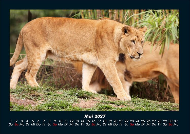 Produktbild: Tierkalender 2027 Fotokalender DIN A4