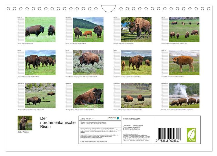 Produktbild: Der nordamerikanische Bison (Wandkalender 2026 DIN A4 quer), CALVENDO Monatskalender