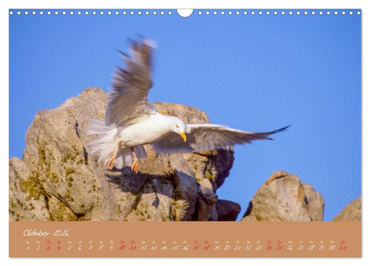 Produktbild: M&ouml;wen die Begleiter an Meer und See (Wandkalender 2026 DIN A3 quer), CALVENDO Monatskalender