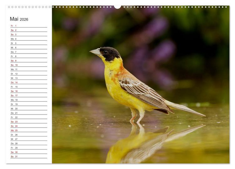 Produktbild: Faszinierendes Bulgarien (Wandkalender 2026 DIN A2 quer), CALVENDO Monatskalender