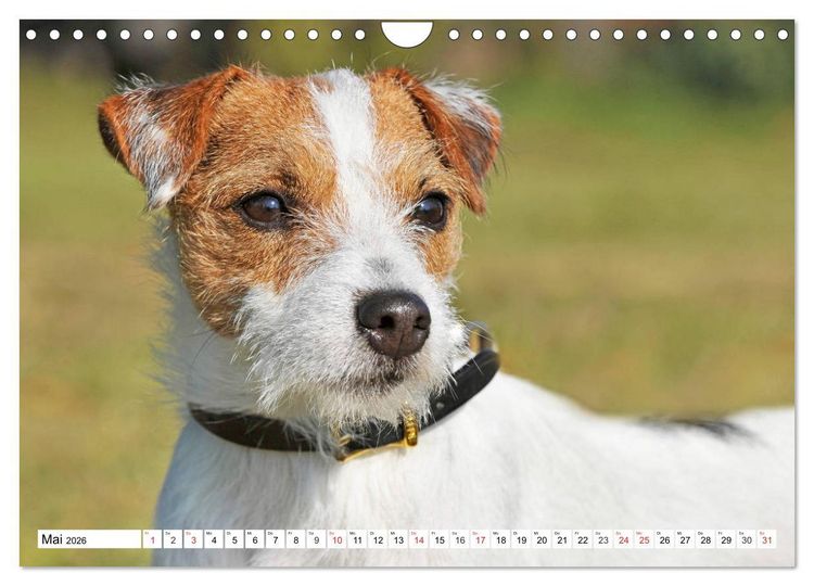 Produktbild: 100000 Volt auf vier Pfoten - Jack und Parson Russell Terrier (Wandkalender 2026 DIN A4 quer), CALVENDO Monatskalender