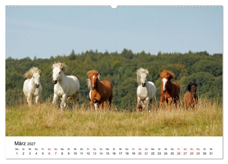 Produktbild: Islandpferde - Hufschlag aus Feuer und Eis (hochwertiger Premium Wandkalender 2027 DIN A2 quer), Kunstdruck in Hochglanz
