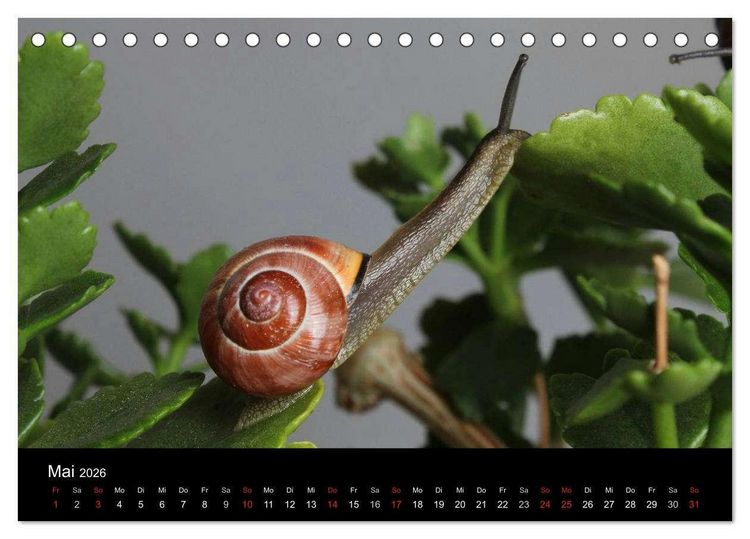 Produktbild: Lautlose Begleiter - Schnecken (Tischkalender 2026 DIN A5 quer), CALVENDO Monatskalender