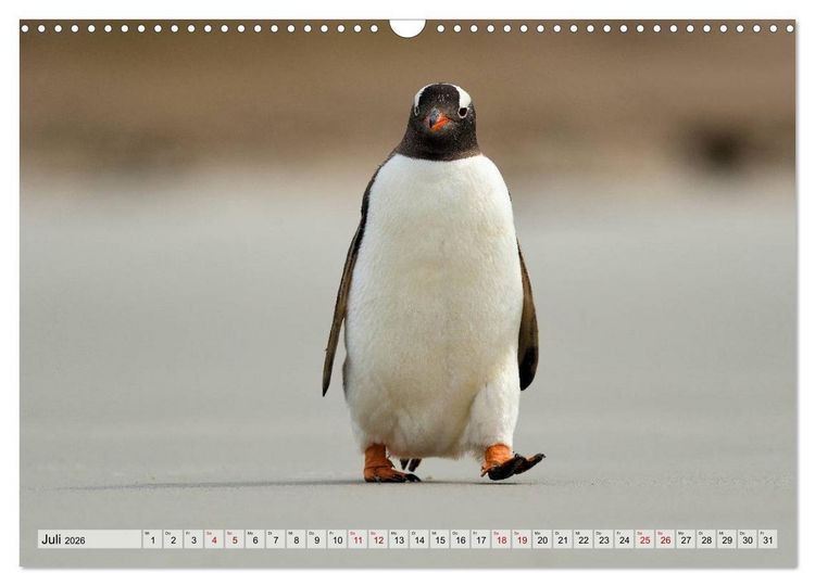 Produktbild: Pinguine der Falkland Inseln (Wandkalender 2026 DIN A3 quer), CALVENDO Monatskalender