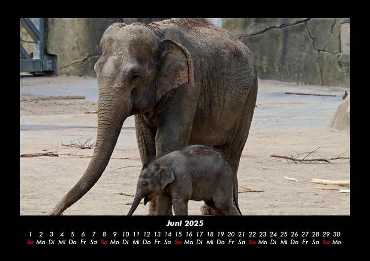 Produktbild: Der Elefantenkalender 2025 Fotokalender DIN A3