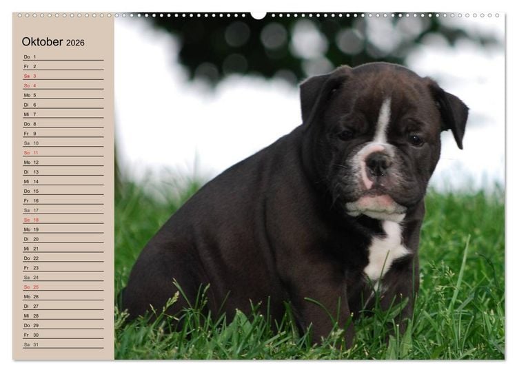 Produktbild: Bulldoggen-Kinder (hochwertiger Premium Wandkalender 2026 DIN A2 quer), Kunstdruck in Hochglanz