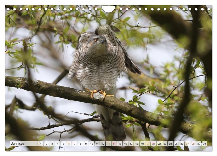 Produktbild: Spitze Krallen und scharfer Blick - Verhalten Sperber (Wandkalender 2026 DIN A4 quer), CALVENDO Monatskalender