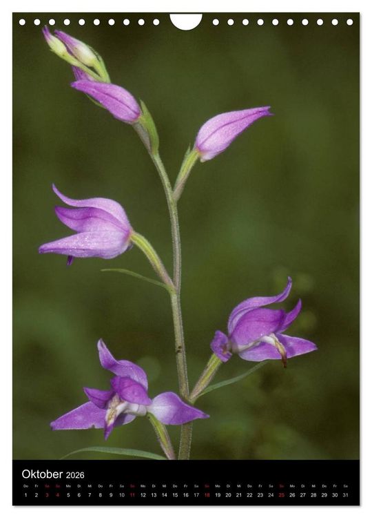 Produktbild: Wildwachsende Orchideen in Deutschland (Wandkalender 2026 DIN A4 hoch), CALVENDO Monatskalender