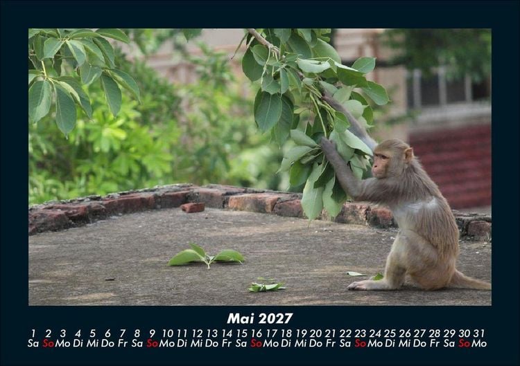 Produktbild: Tierkalender 2027 Fotokalender DIN A5