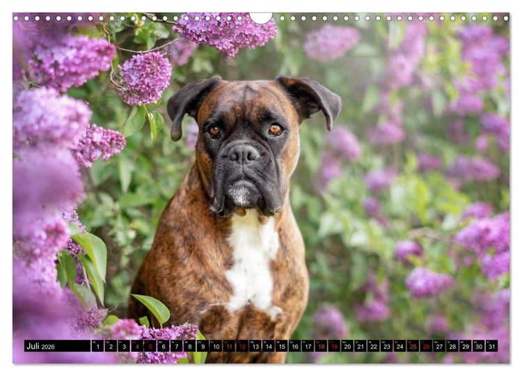 Produktbild: K&auml;the - ein Boxer mit Charme (Wandkalender 2026 DIN A3 quer), CALVENDO Monatskalender