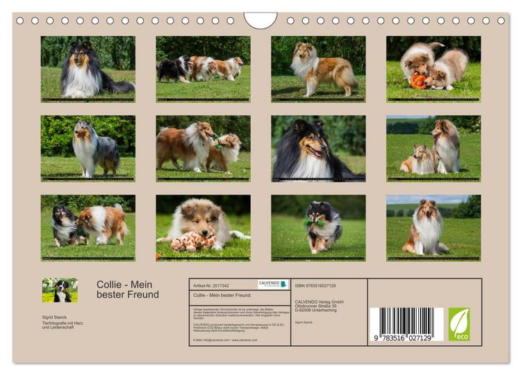 Produktbild: Collie - Mein bester Freund (Wandkalender 2026 DIN A4 quer), CALVENDO Monatskalender
