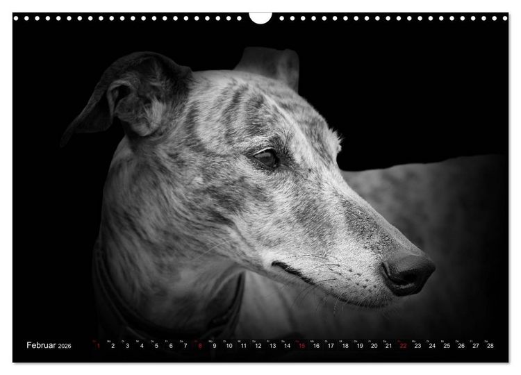 Produktbild: Galgo Espa&ntilde;ol - der spanische Windhund 2026 (Wandkalender 2026 DIN A3 quer), CALVENDO Monatskalender
