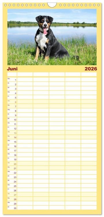 Produktbild: Familienplaner 2026 - Appenzeller Sennenhunde - Fr&ouml;hliche Kameraden mit 5 Spalten (Wandkalender, 21 x 45 cm) CALVENDO
