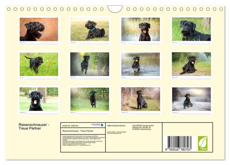 Produktbild: Riesenschnauzer - Treue Partner (Wandkalender 2027 DIN A4 quer), CALVENDO Monatskalender