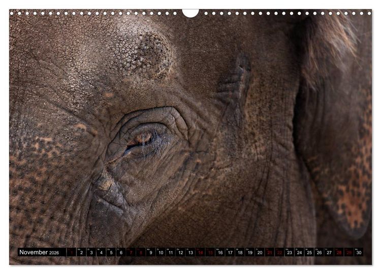 Produktbild: Wild Animals - Wilde Tiere (Wandkalender 2026 DIN A3 quer), CALVENDO Monatskalender