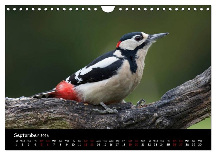 Produktbild: Popular garden birds of the united kingdom (Wall Calendar 2026 DIN A4 landscape), CALVENDO 12 Month Wall Calendar