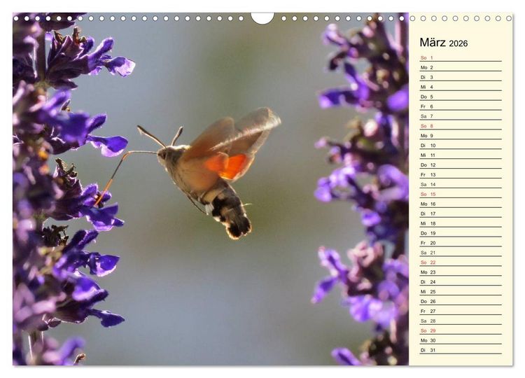 Produktbild: Faszinierende Taubenschw&auml;nzchen (Wandkalender 2026 DIN A3 quer), CALVENDO Monatskalender