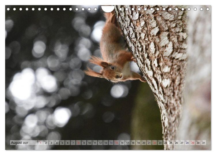 Produktbild: Eichh&ouml;rnchen-Spa&szlig; (Wandkalender 2027 DIN A4 quer), CALVENDO Monatskalender